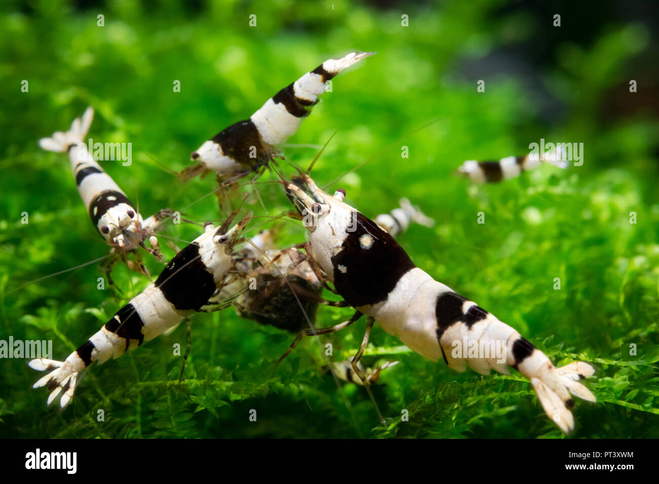 Group of black bee caridina shrimps eating commercial shrimp food on aquatic moss in freshwater fish tank Stock Photo