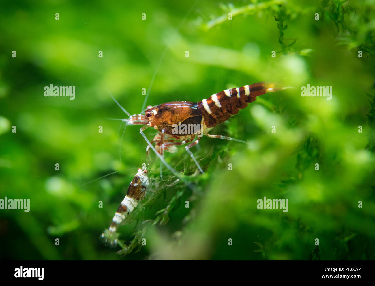 Zebra pinto shrimp with baby shrimp standing on aquatic moss in freshwater aquarium Stock Photo