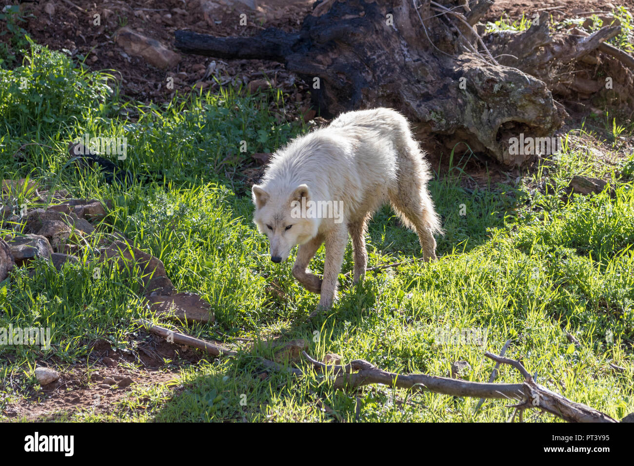 White wolf or arctic wolf close up in nature Stock Photo