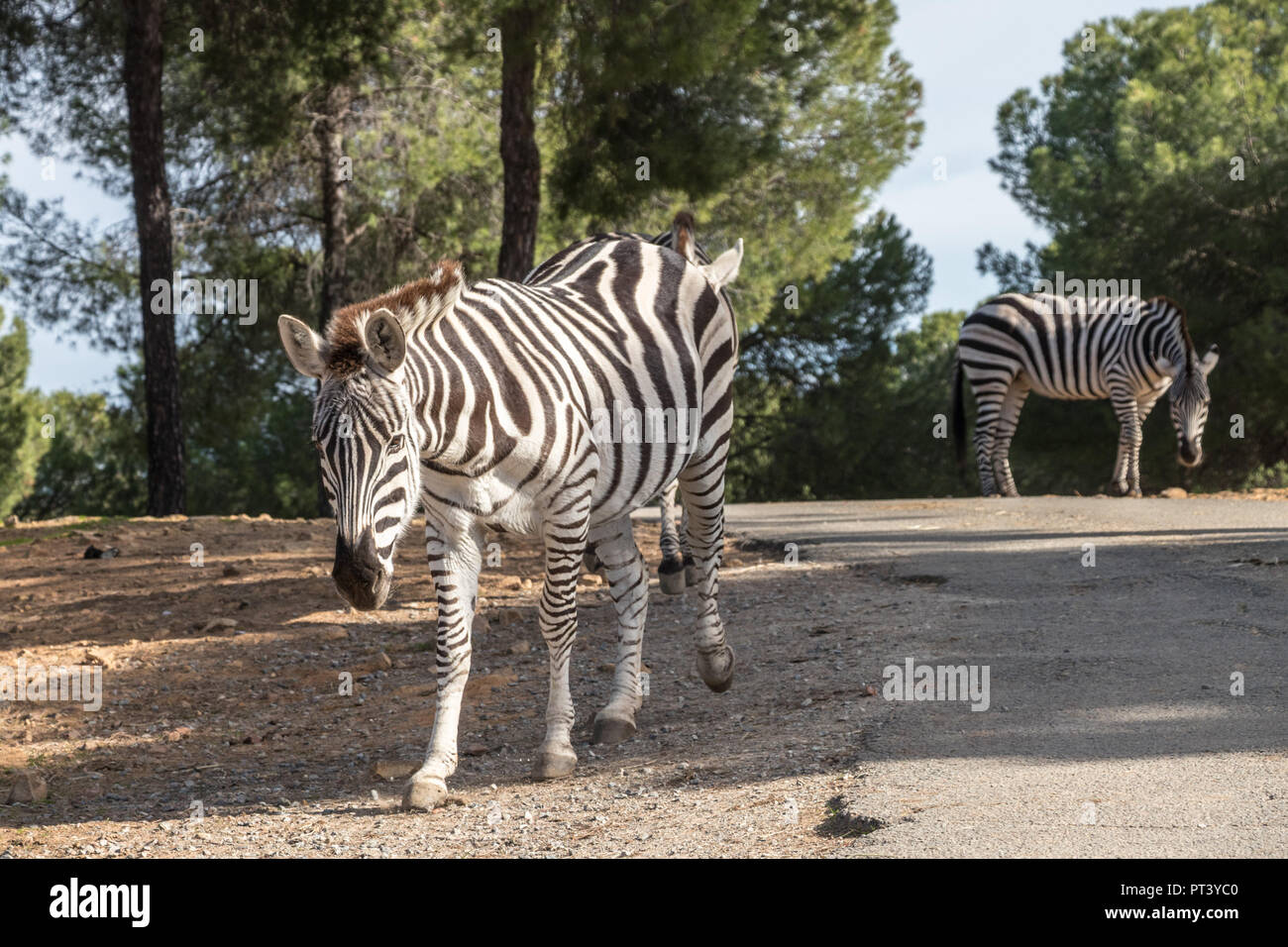 Zebra in natural habitat Stock Photo - Alamy