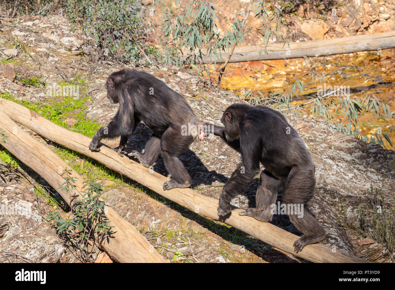 chimpanzee native habitat