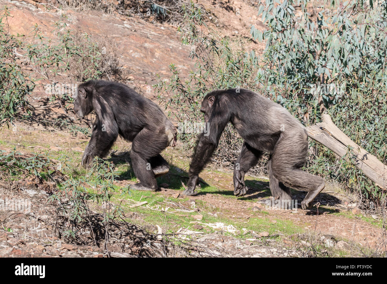 Male and female human mating hi-res stock photography and images - Alamy