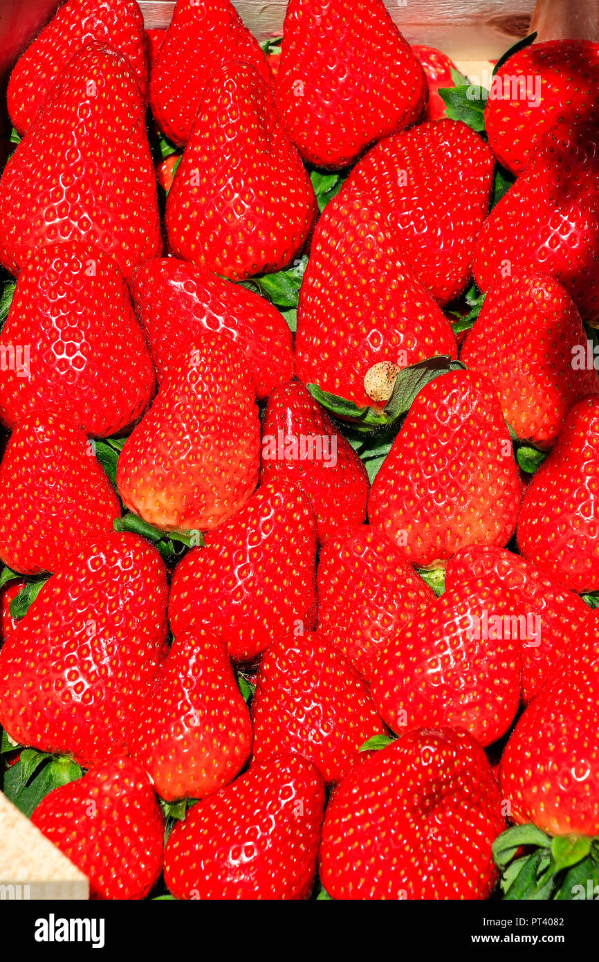 Farm fresh strawberrys Stock Photo