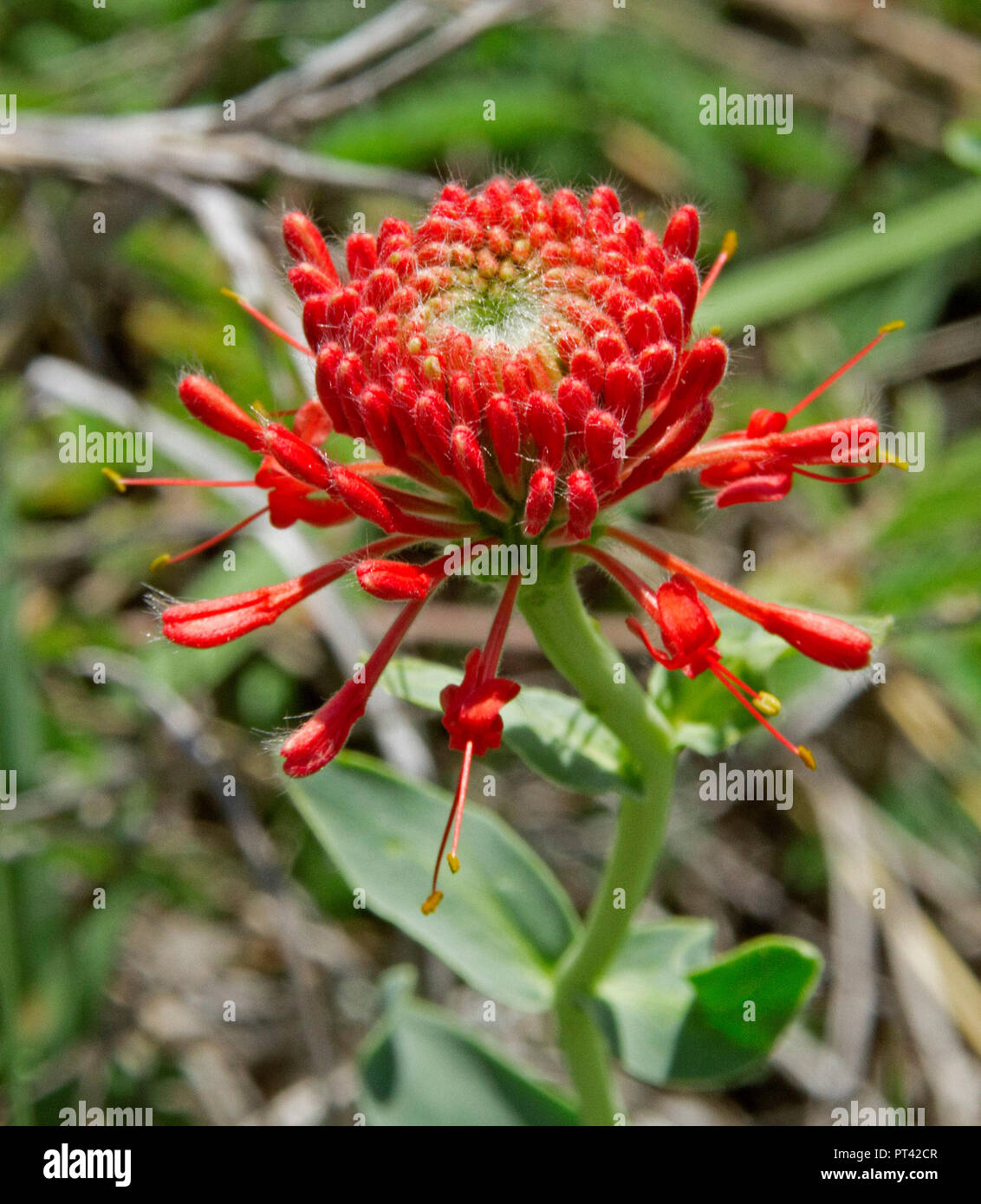 Unusual Australian wildflower, vivid red flower of Pimelea haemostachya