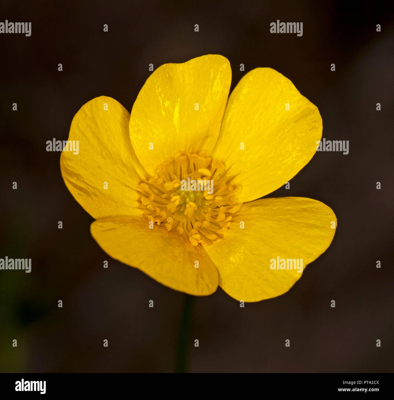 Golden yellow flower of Ranuculus lappaceus, common buttercup, and Australian wildflower, against a dark background Stock Photo