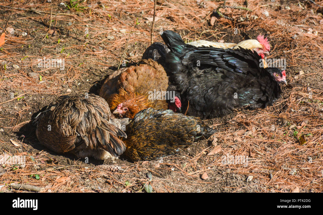 6 chickens taking a dust bath in early spring under a pine tree. Stock Photo