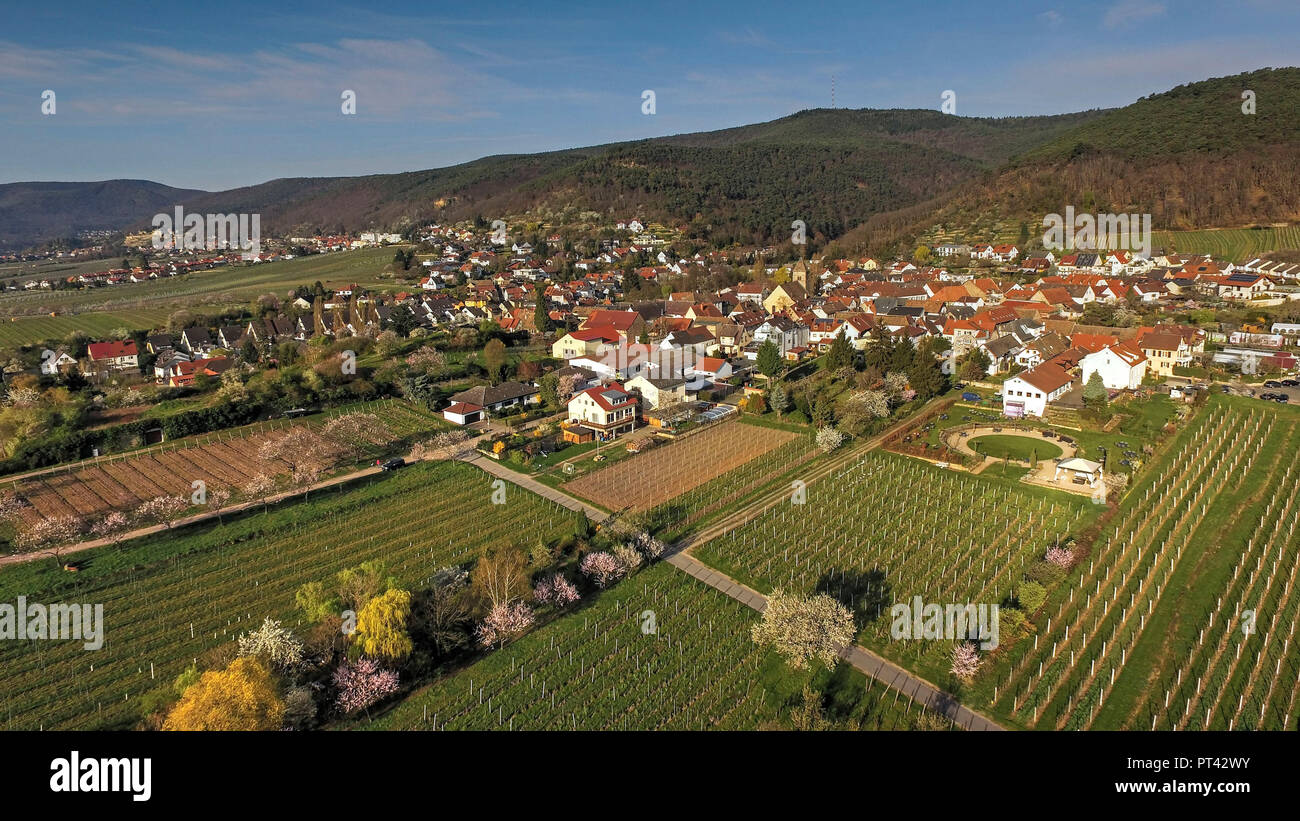 Almond blossom near Neustadt-Gimmeldingen, Pfalz, Palatinate Wine Route, Rhineland-Palatinate, Germany, aerial view Stock Photo