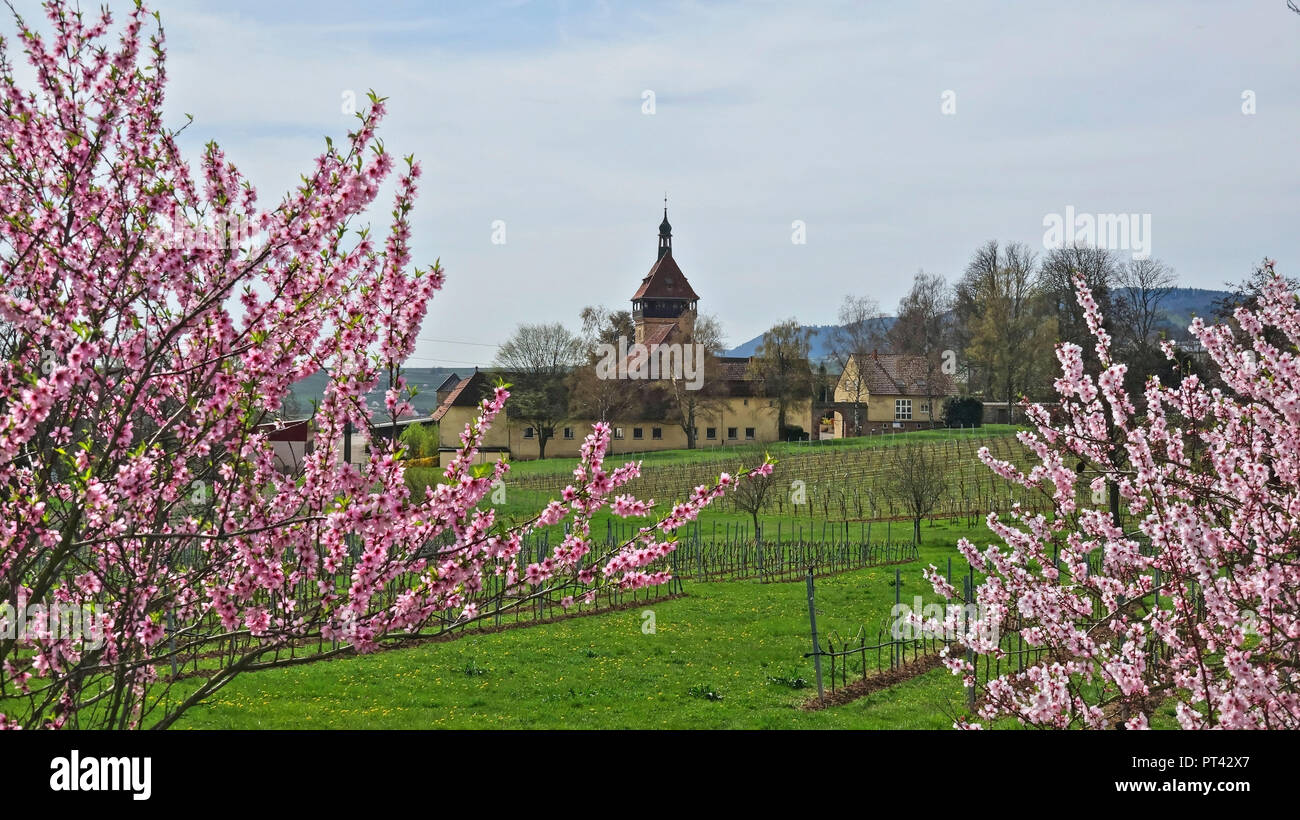 Almond blossom on Geilweilerhof near Siebeldingen, Pfalz, Palatinate Wine Route, Rhineland-Palatinate, Germany Stock Photo
