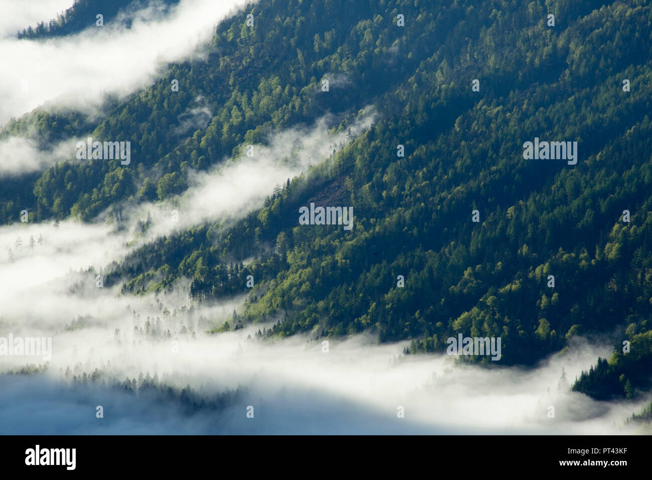 Wafts of mist in Strubtal at sunrise, Lofer mountains, Tyrol, Austria. Stock Photo