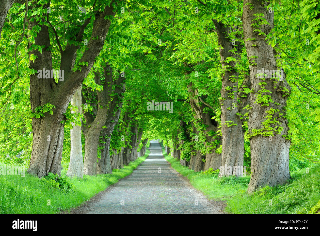 Chestnut Avenue in spring, old cobblestones, near Binz, Rügen, Mecklenburg-Vorpommern, Germany Stock Photo