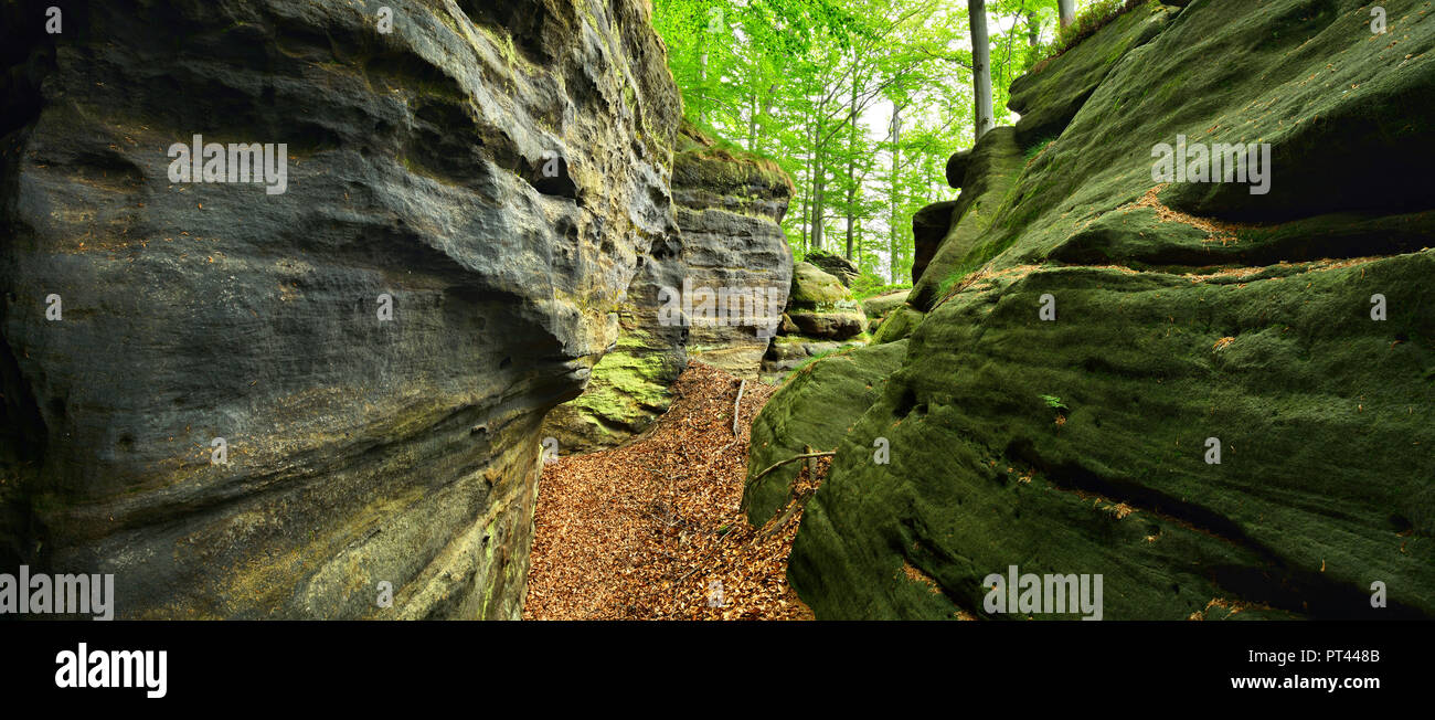 Germany, Saxony, Elbe Sandstone Mountains, Saxon Switzerland National Park, Large sandstone cliffs in the natural beech forest Stock Photo