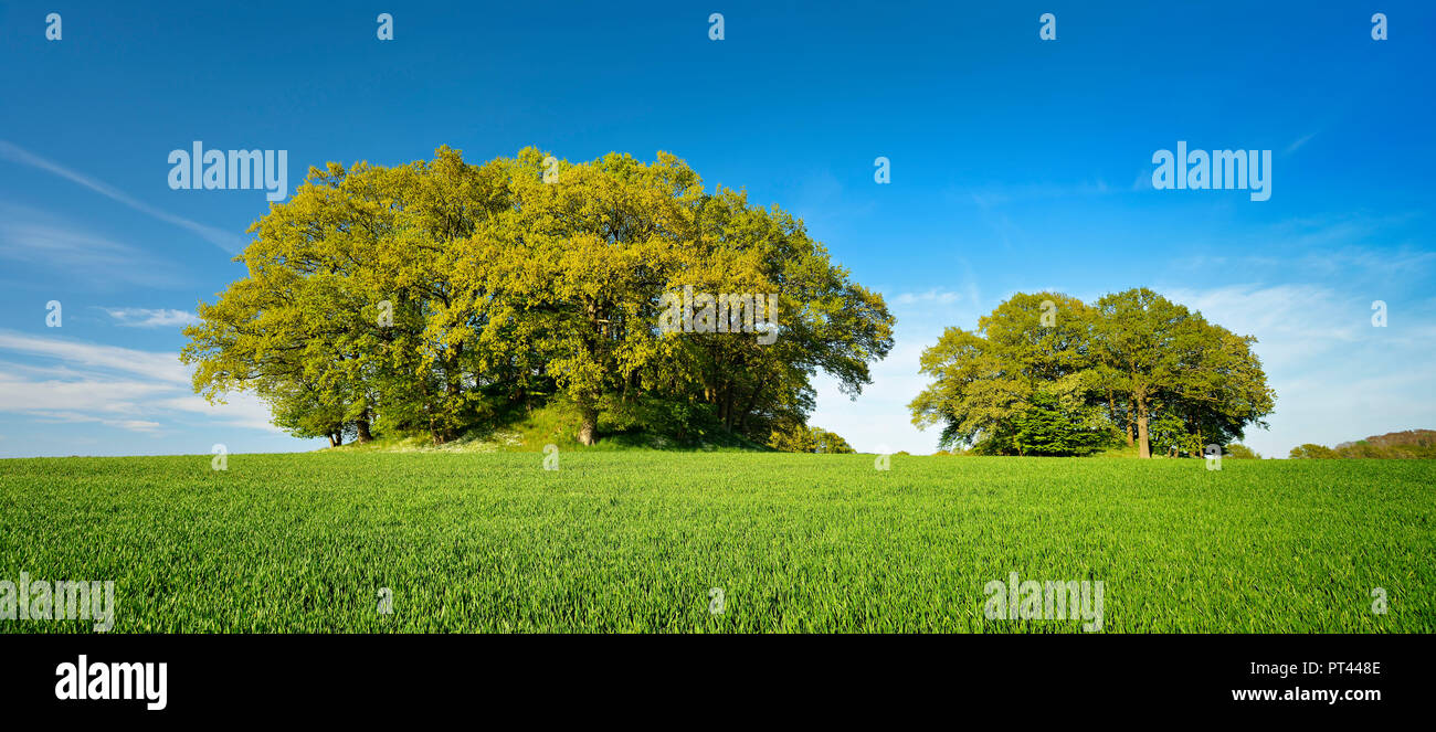 Germany, Mecklenburg-Vorpommern, Rügen, near Bergen, cornfield with burial mounds from the Bronze Age in spring, fresh green, Woorker mountains, the largest coherent field of burial mounds in northern Germany Stock Photo