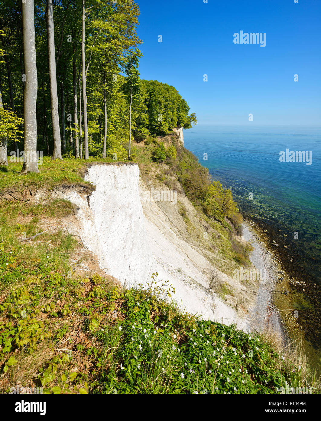 Germany, Mecklenburg-Vorpommern, Rügen Island, Jasmund National Park, view from the high shore to the Baltic Sea and the chalk cliffs, spring, beech forest on the steep bank, fresh green, wood anemone flower Stock Photo