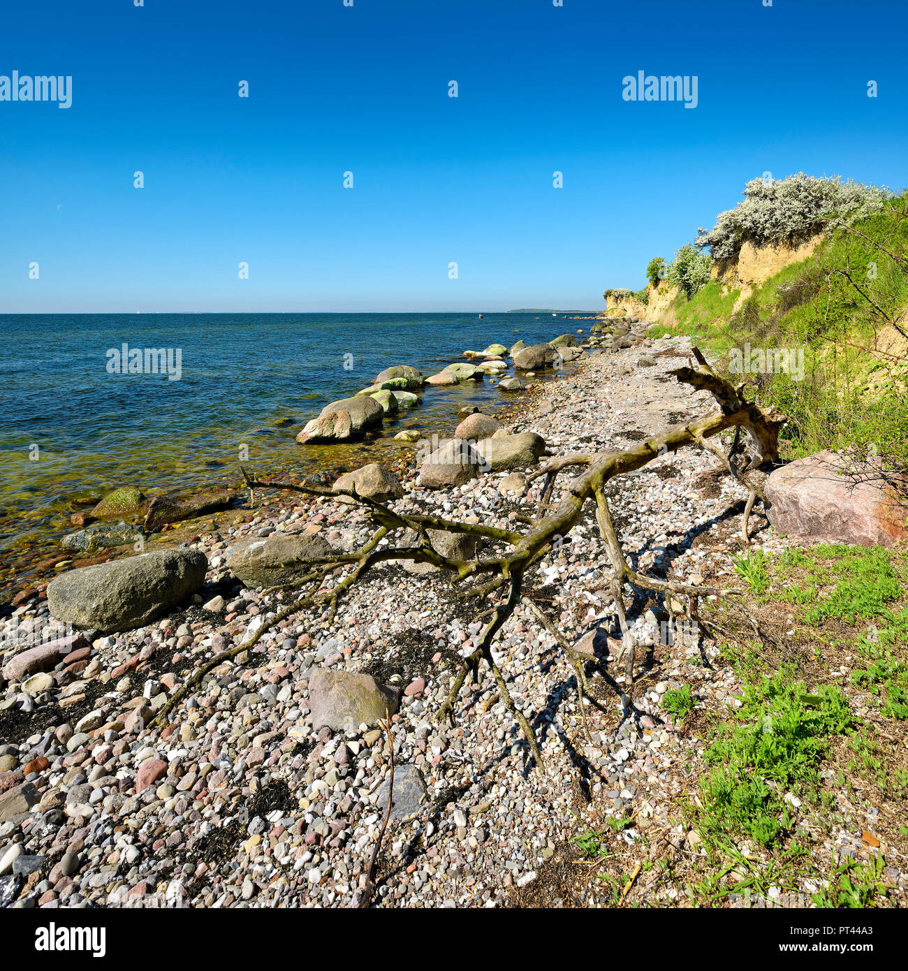 Baltic Sea coast in spring, boulders and driftwood on the shore, Reddevitzer Höft, Mönchgut peninsula, Biosphere reservation Southeast Rügen, Rügen Island, Mecklenburg-Vorpommern, Germany Stock Photo