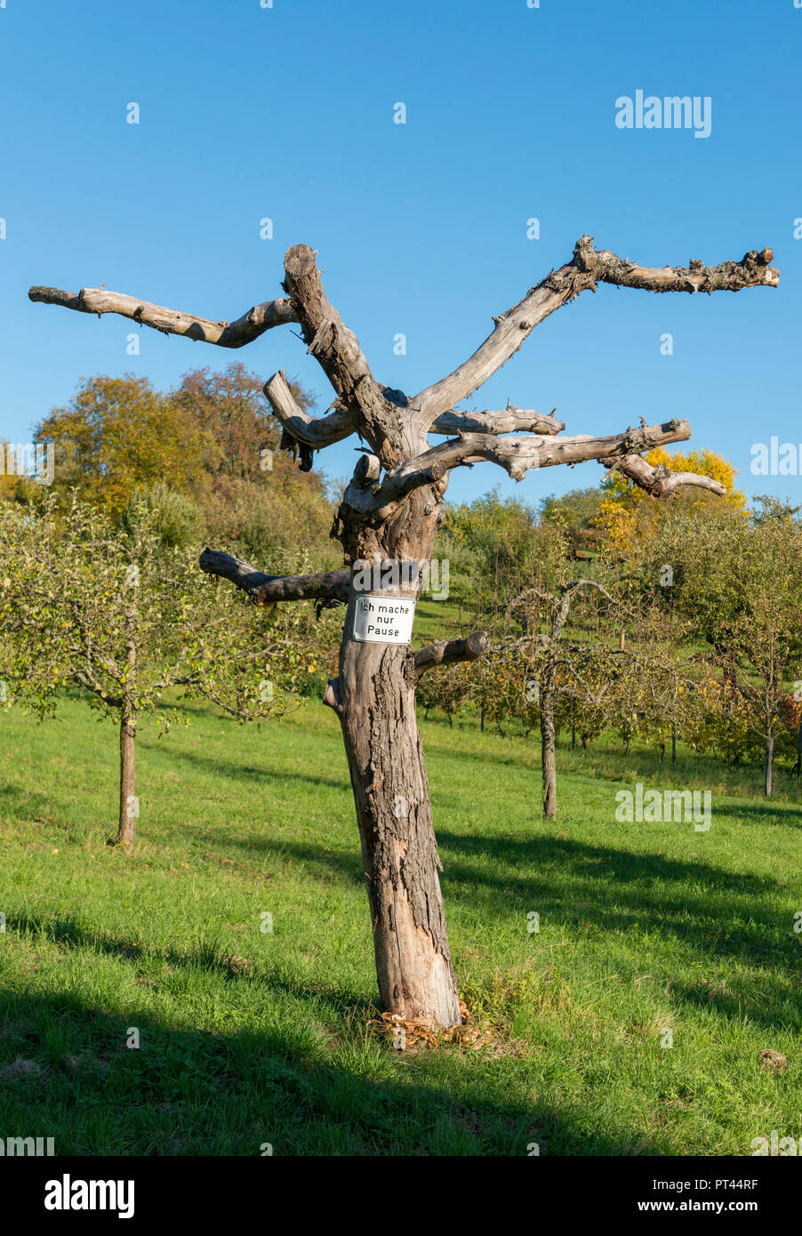 Germany, Baden-Württemberg, Kraichgau, dead tree, 'Ich mach nur Pause' sign (I'm taking a break), Stock Photo