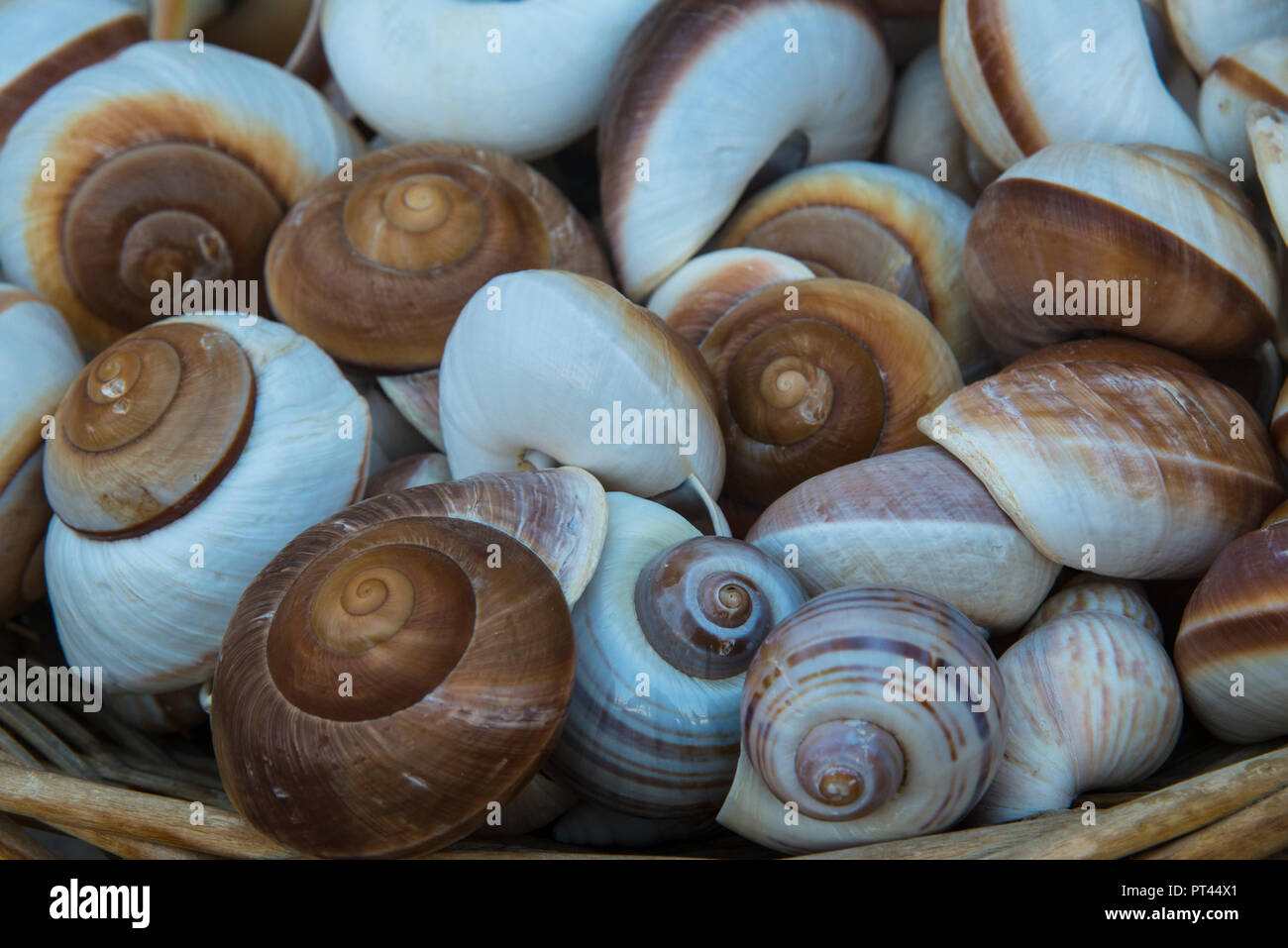 shells of sea snails Stock Photo Alamy