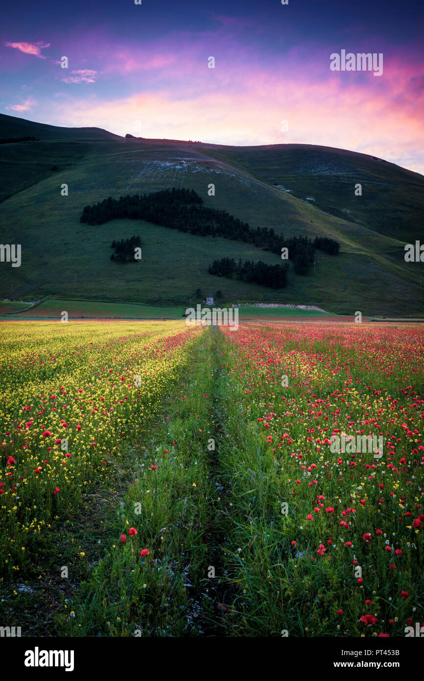 Europe, Italy, Umbria, Perugia district, Castelluccio of Norcia blooming, Monti Sibillini National Park, Stock Photo