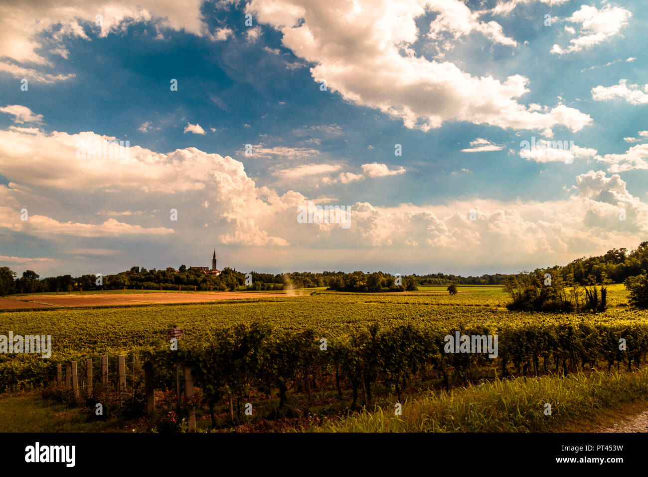 Cloudy day in the vineyards of Friuli, Udine Province, Friuli Venezia-Giulia, Italy Stock Photo
