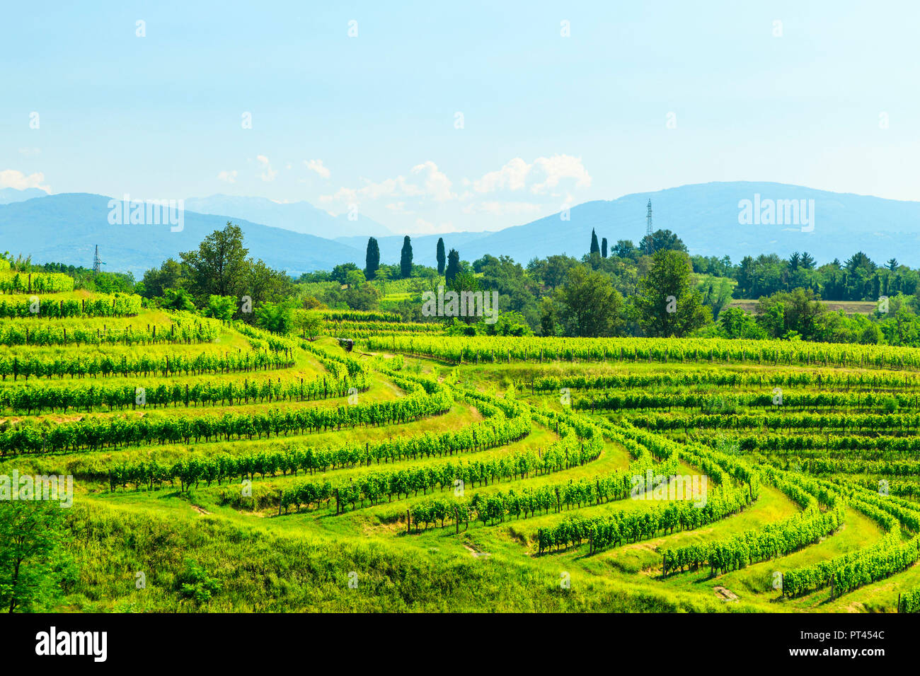 The vineyards of Buttrio in a summer day, Collio Friulano, Udine Province, Friuli Venezia-Giulia, Italy Stock Photo