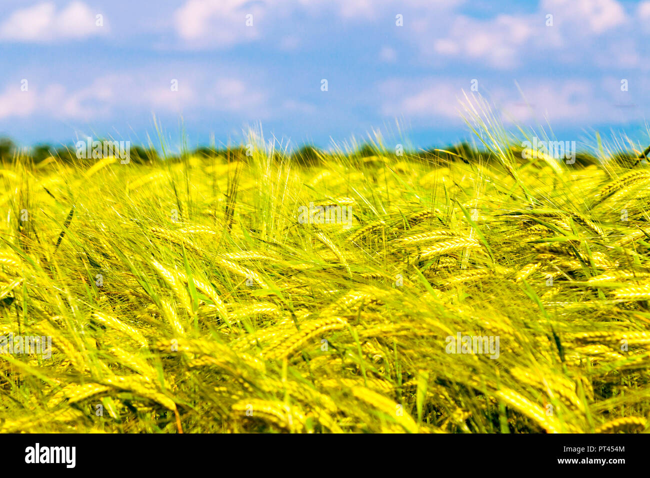 Fields in the countryside of Udine, Udine province, Friuli Venezia-Giulia, Italy Stock Photo