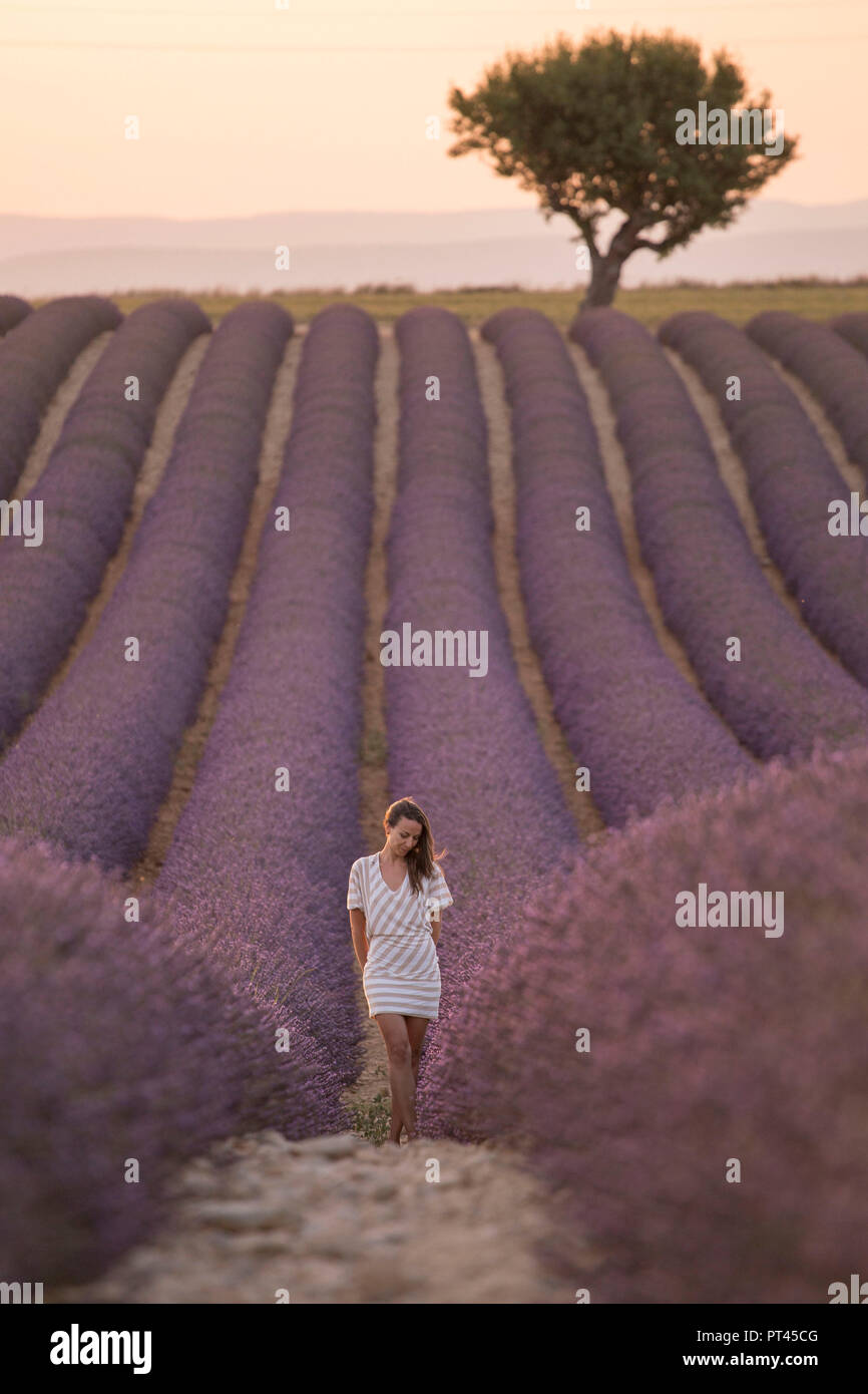 Brunette woman in white dress in a lavender field at sunset, valensole, provence, france Stock Photo