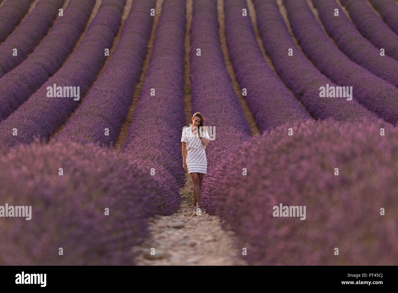 Brunette woman in white dress in a lavender field at sunset, valensole, provence, france Stock Photo