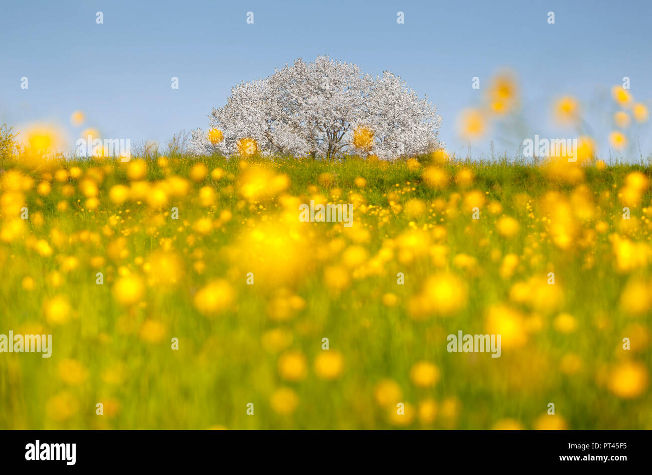 Buttercups (Ranunculus) flowers frame the most biggest cherry tree in Italy in a spring time, Vergo Zoccorino, Besana in Brianza, Monza and Brianza province, Lombardy, Italy, Europe Stock Photo