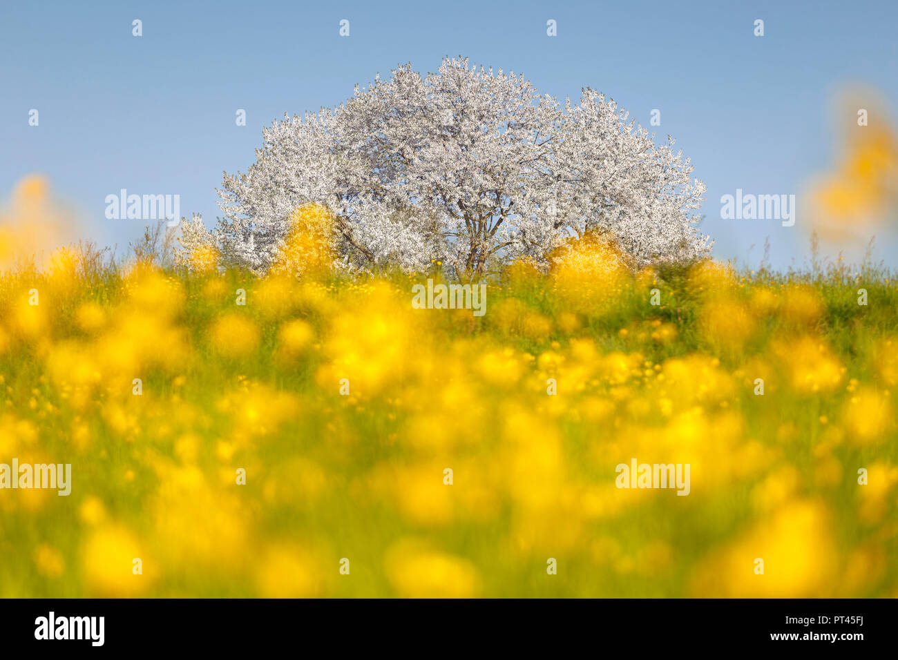 Buttercups (Ranunculus) flowers frame the most biggest cherry tree in Italy in a spring time, Vergo Zoccorino, Besana in Brianza, Monza and Brianza province, Lombardy, Italy, Europe Stock Photo