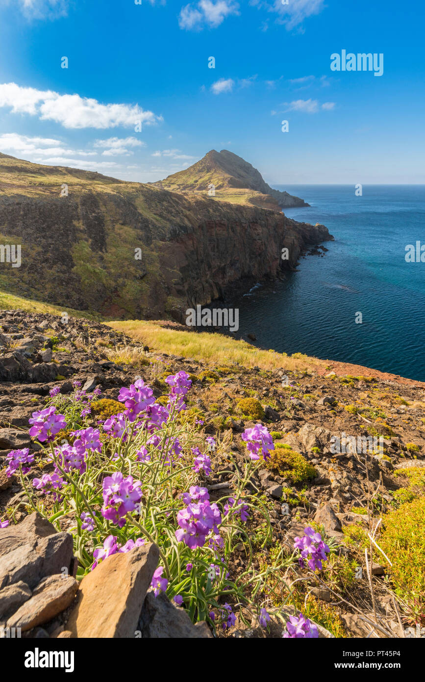 Purple flowers and Point of Saint Lawrence in the background, Machico district, Madeira region, Portugal, Stock Photo
