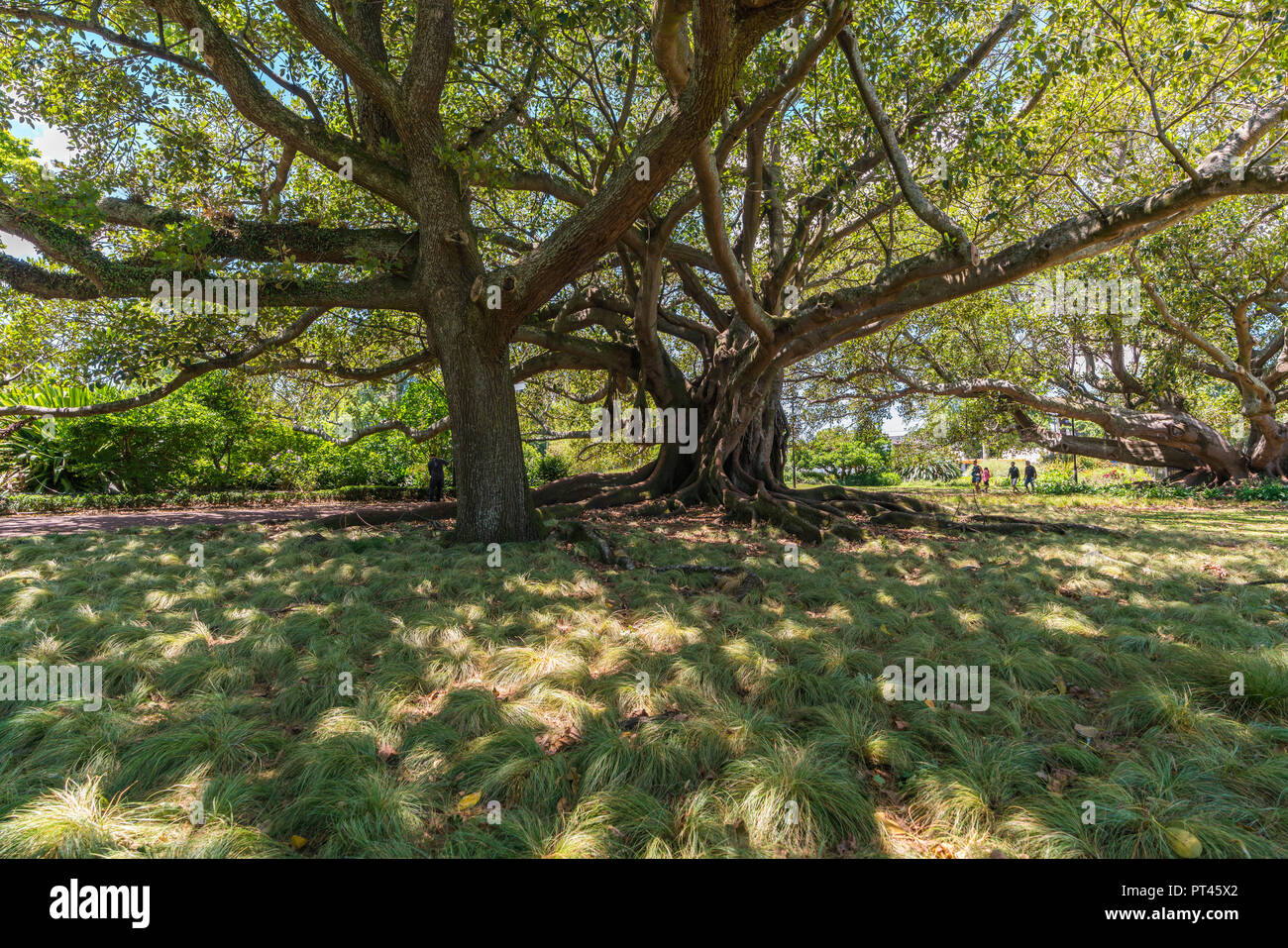 Moreton Bay Fig in Albert Park, Auckland City, Auckland region, North Island, New Zealand, Stock Photo