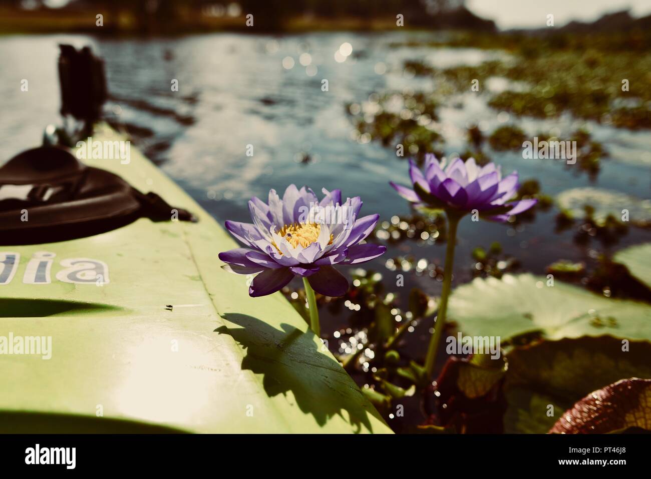 Children paddling in a canoe in beautiful weather, Ross River QLD, Australia Stock Photo