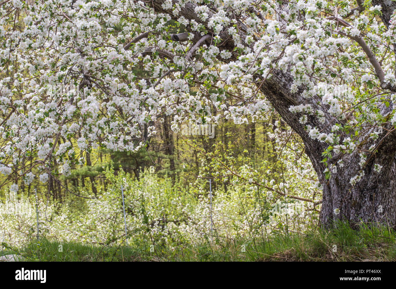 Apple trees in bloom hires stock photography and images Alamy