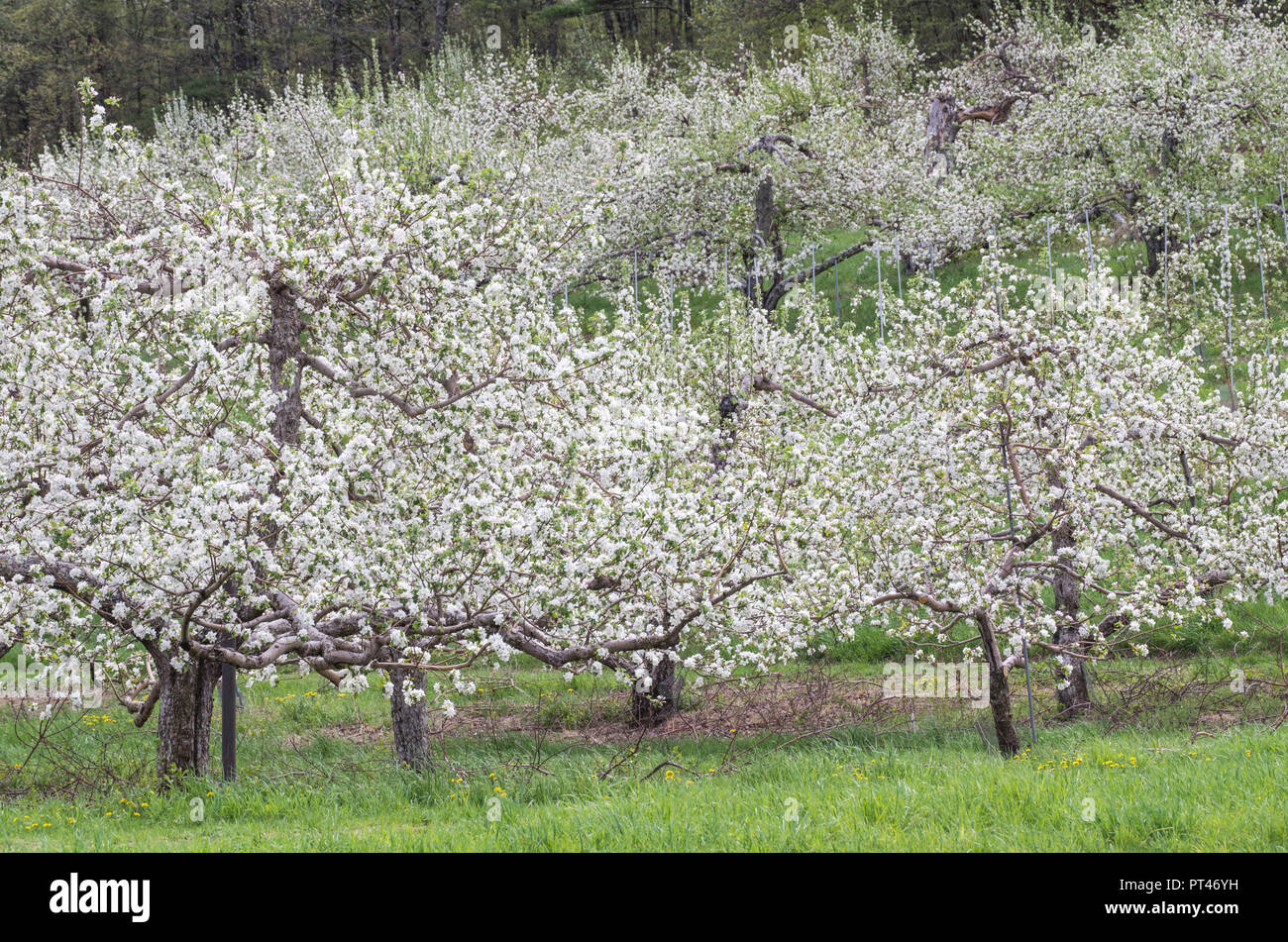Usa New England Massachusetts Bolton Apple Trees In Bloom Springtime Stock Photo Alamy