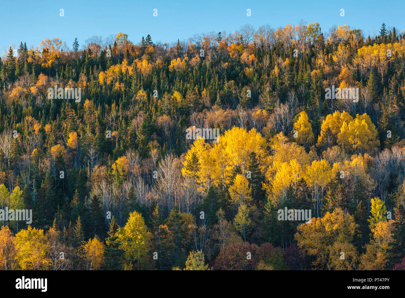 Canada, Quebec, Gaspe Peninsula, Gaspe, autumn, trees Stock Photo Alamy