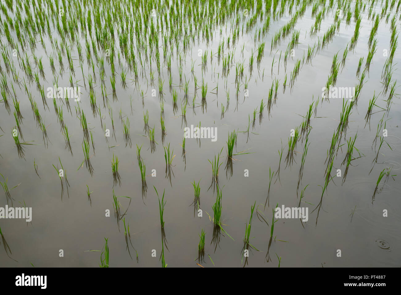 Growing rice field Stock Photo - Alamy