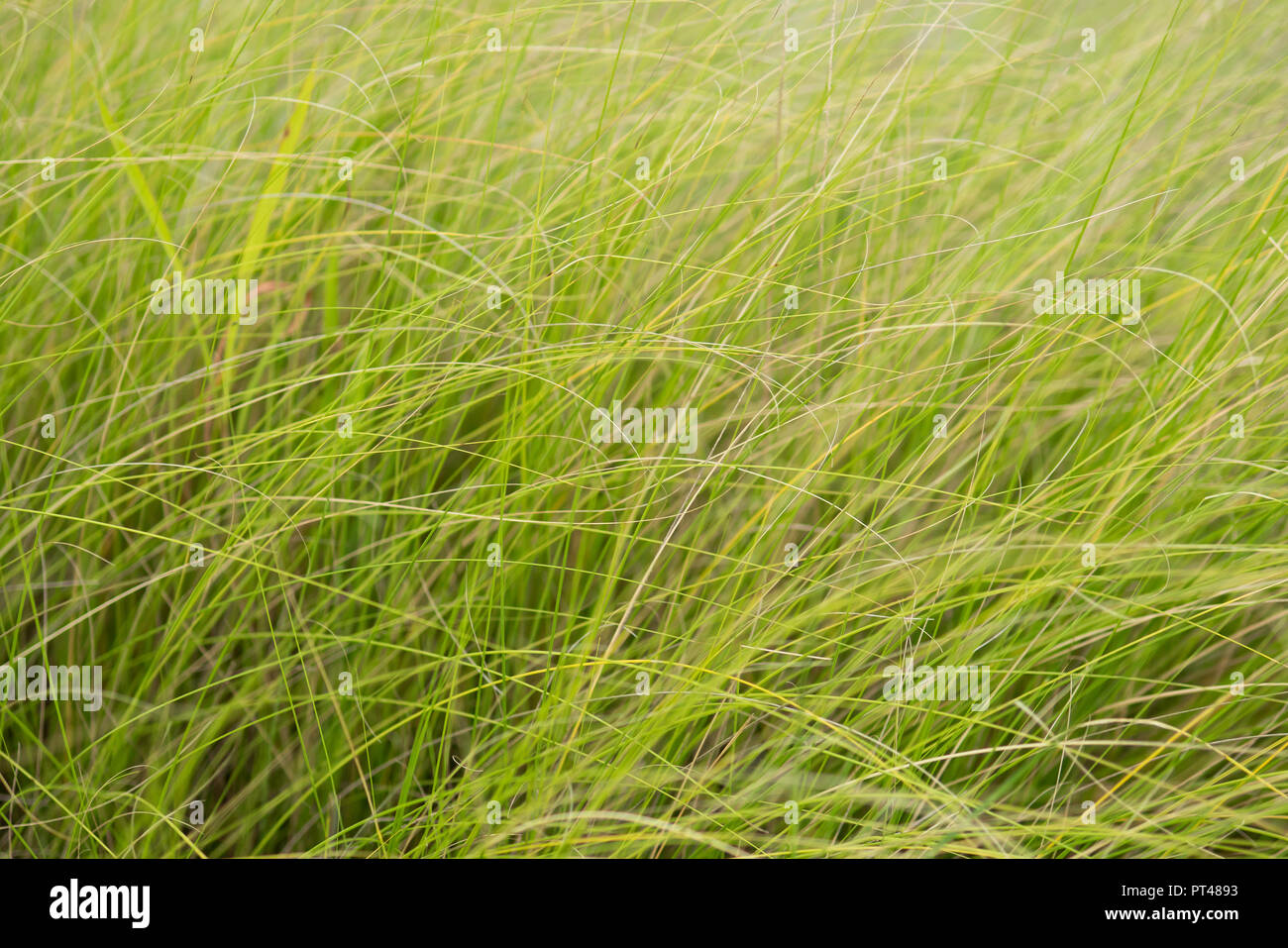 Purple fountain grass hi-res stock photography and images - Alamy