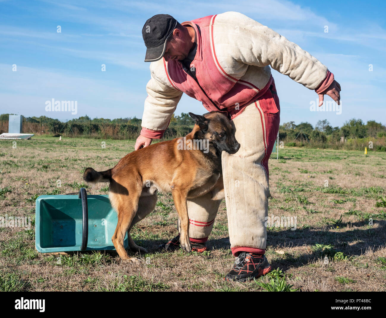 training of police dog with a belgian shepherd malinois Stock Photo