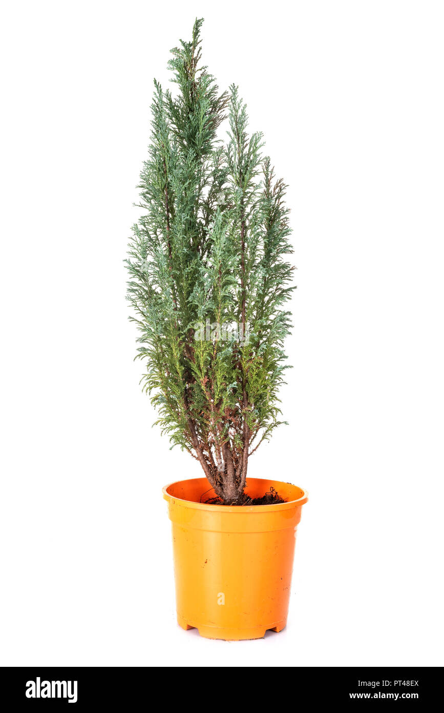 Cupressus plant in front of white background Stock Photo