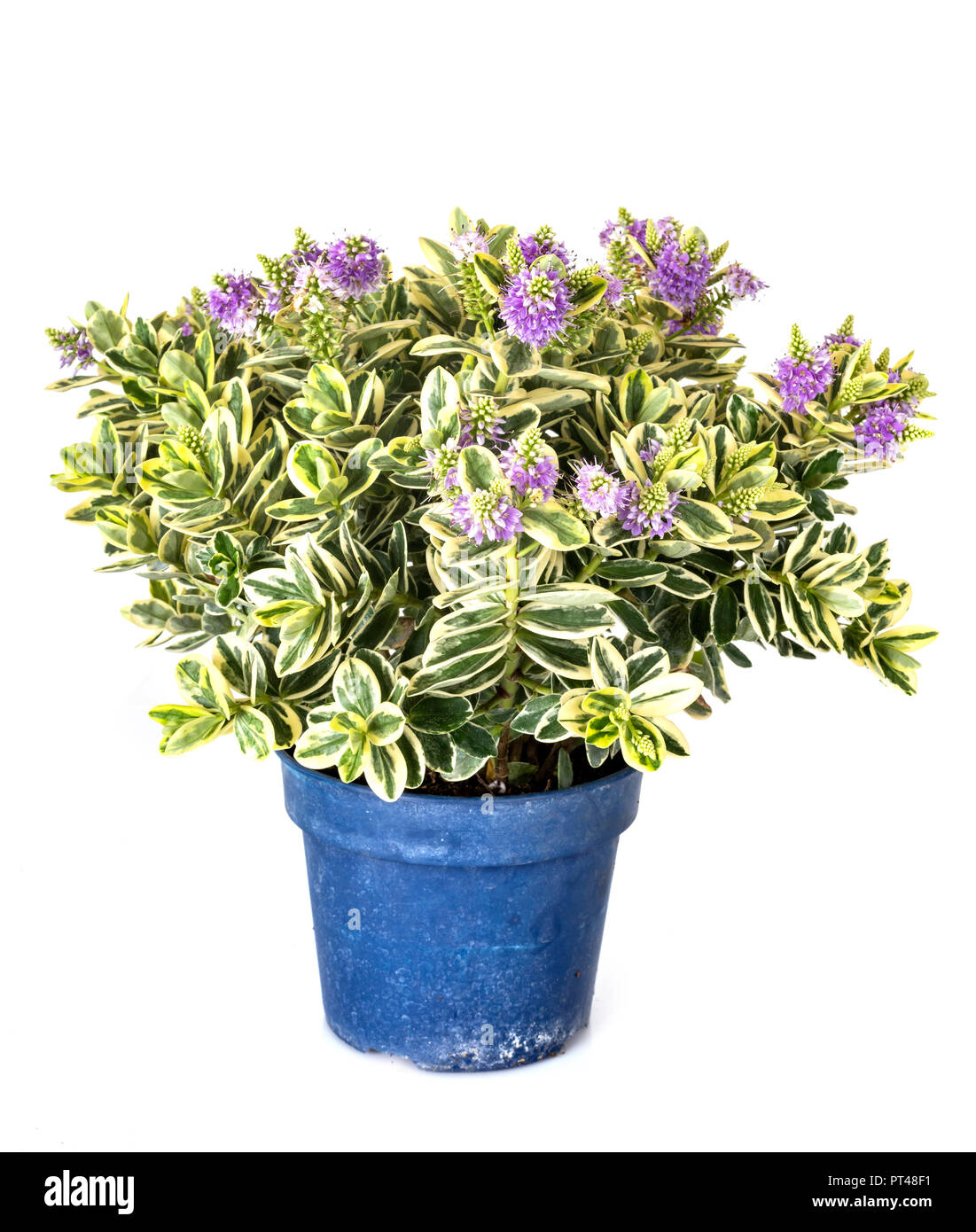 hebe plant in front of white background Stock Photo