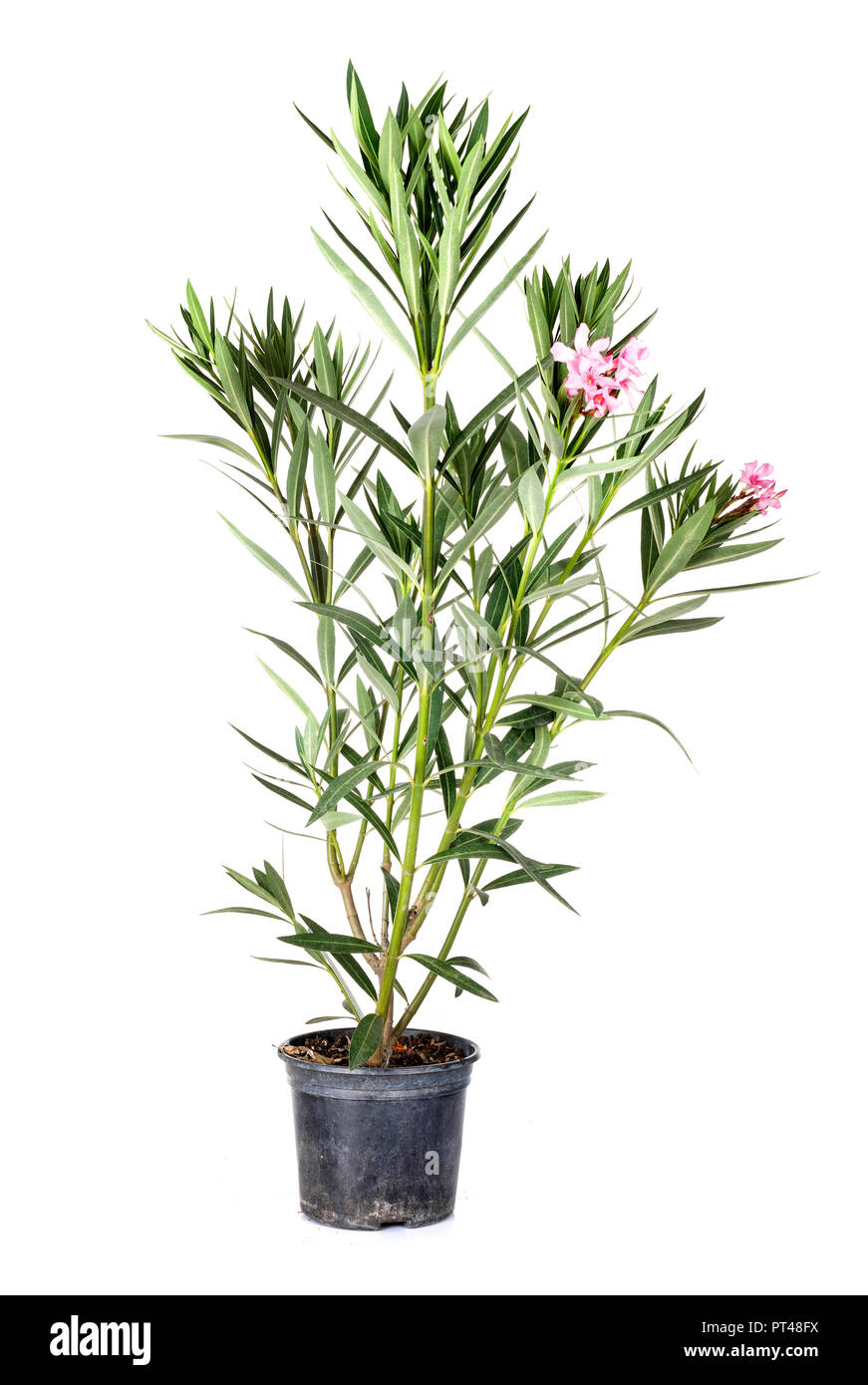 Nerium oleander plant in front of white background Stock Photo - Alamy