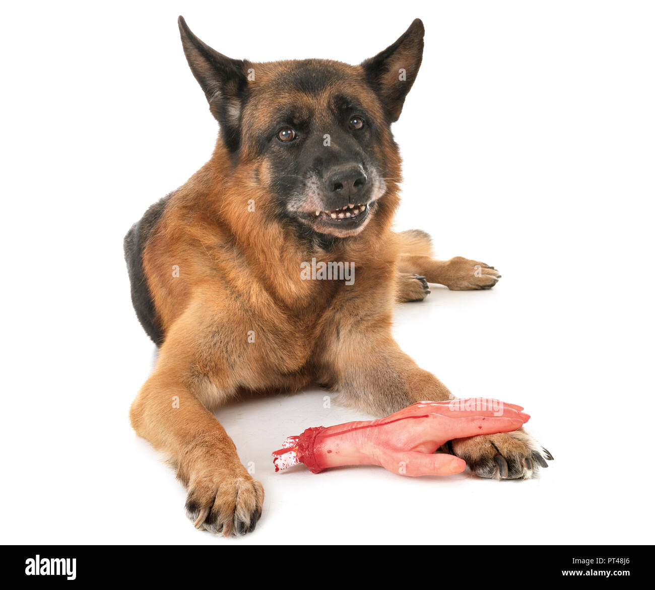 Are Carrots Good For A German Shepherd Dog