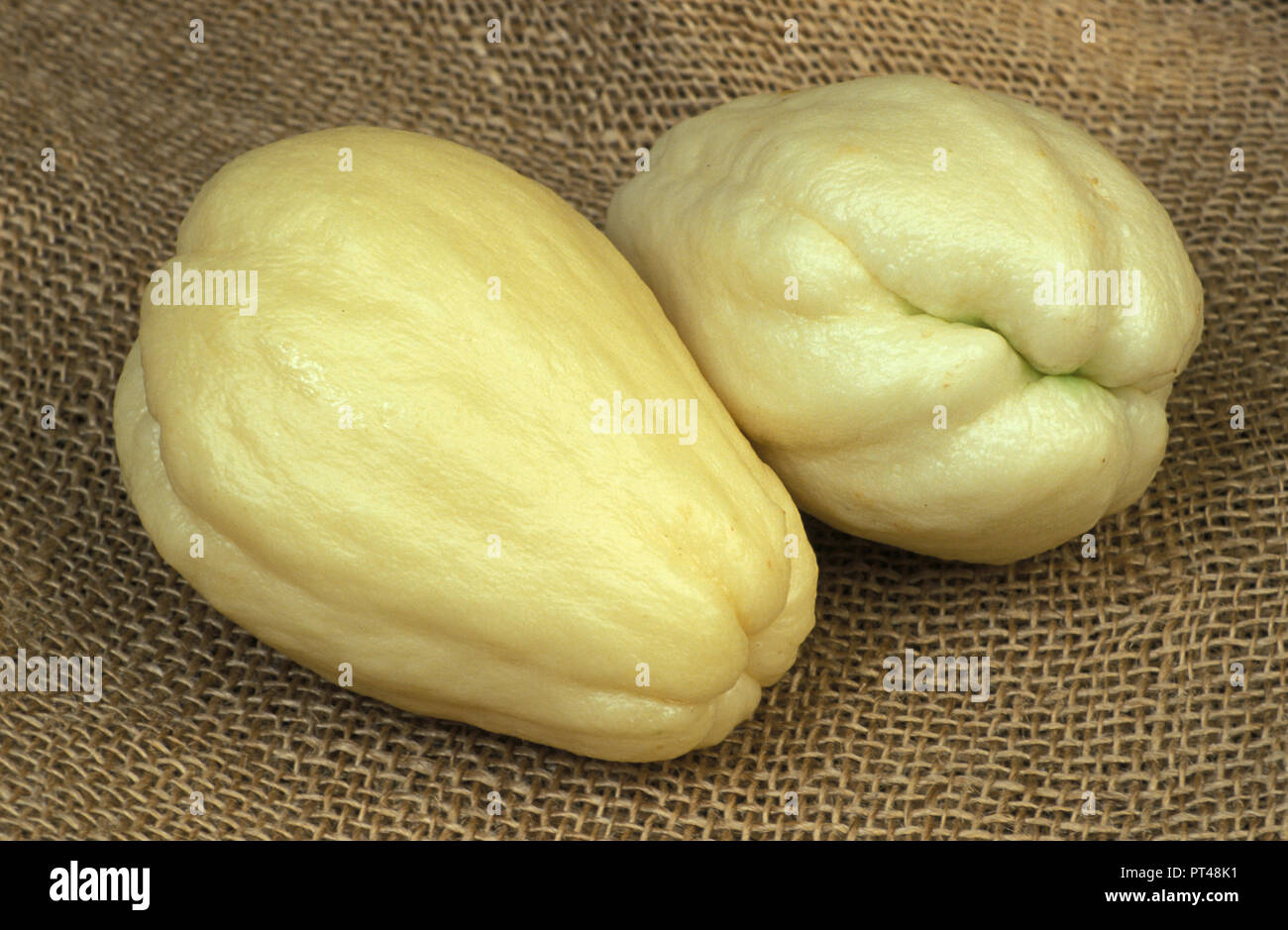 WHITE FORM OF CHOKOS (SECHIUM EDULE) ON HESIAN BACKGROUND CUCURBITACEAE. AUSTRALIA. Stock Photo