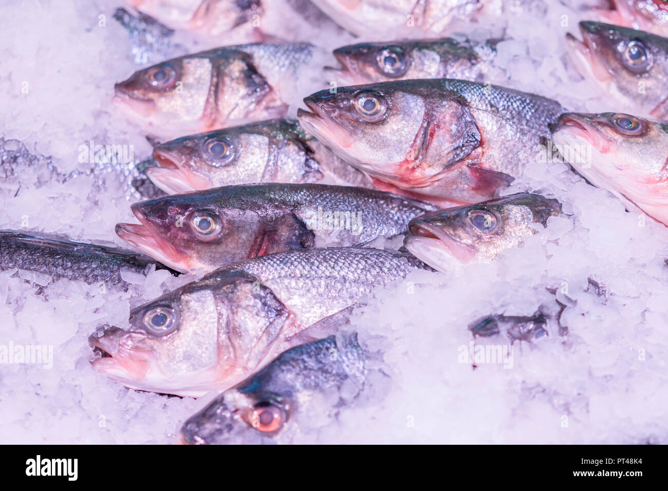 Fresh sea fish in the ice in the store. Clese up of frozen fish. Fresh ...