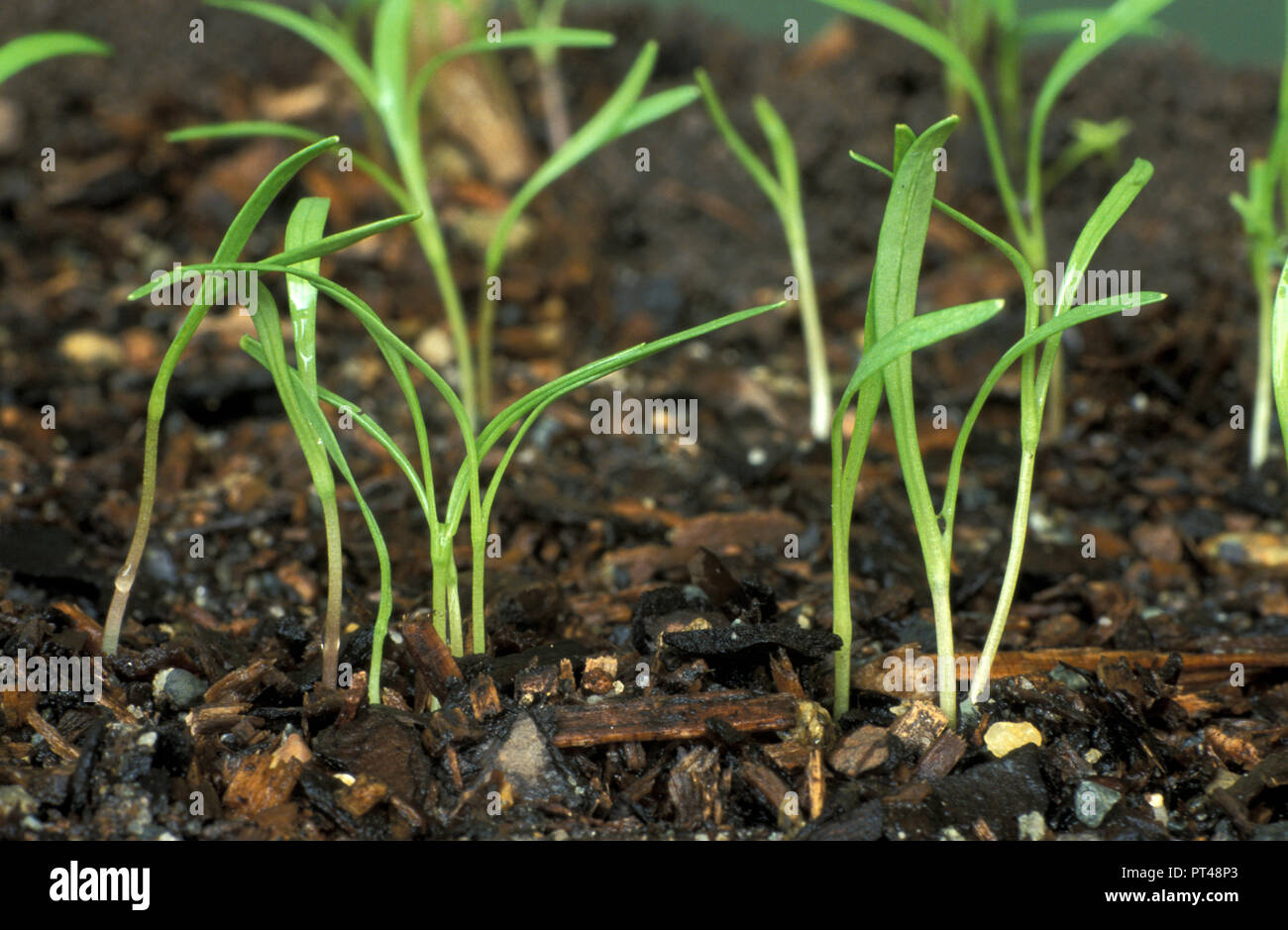 SEEDLINGS OF EARLY CHANTENAY CARROTS GROWING Stock Photo