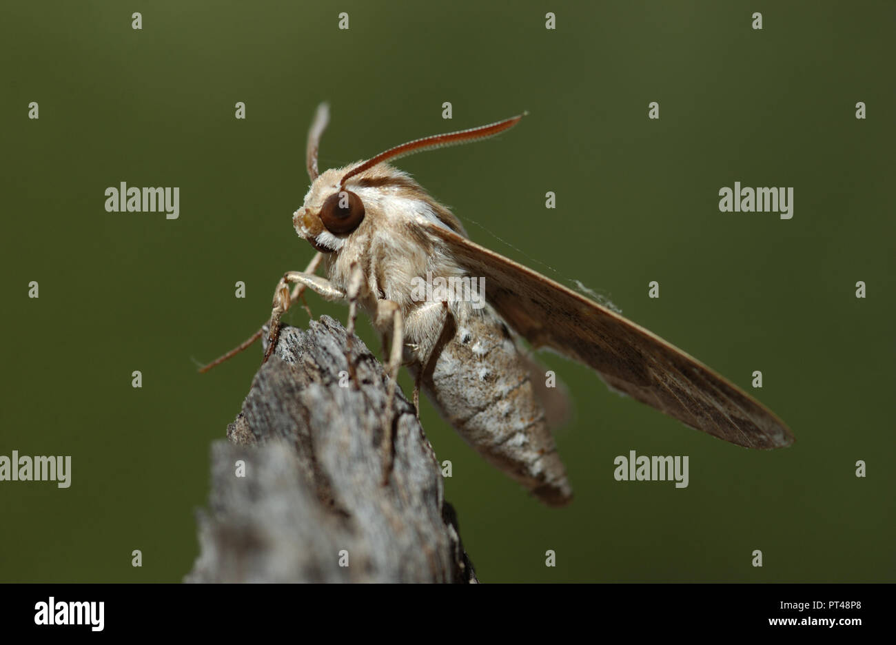 The Sphingidae are a family of moths (Lepidoptera), commonly known as hawk moths, sphinx moths, and hornworms Stock Photo