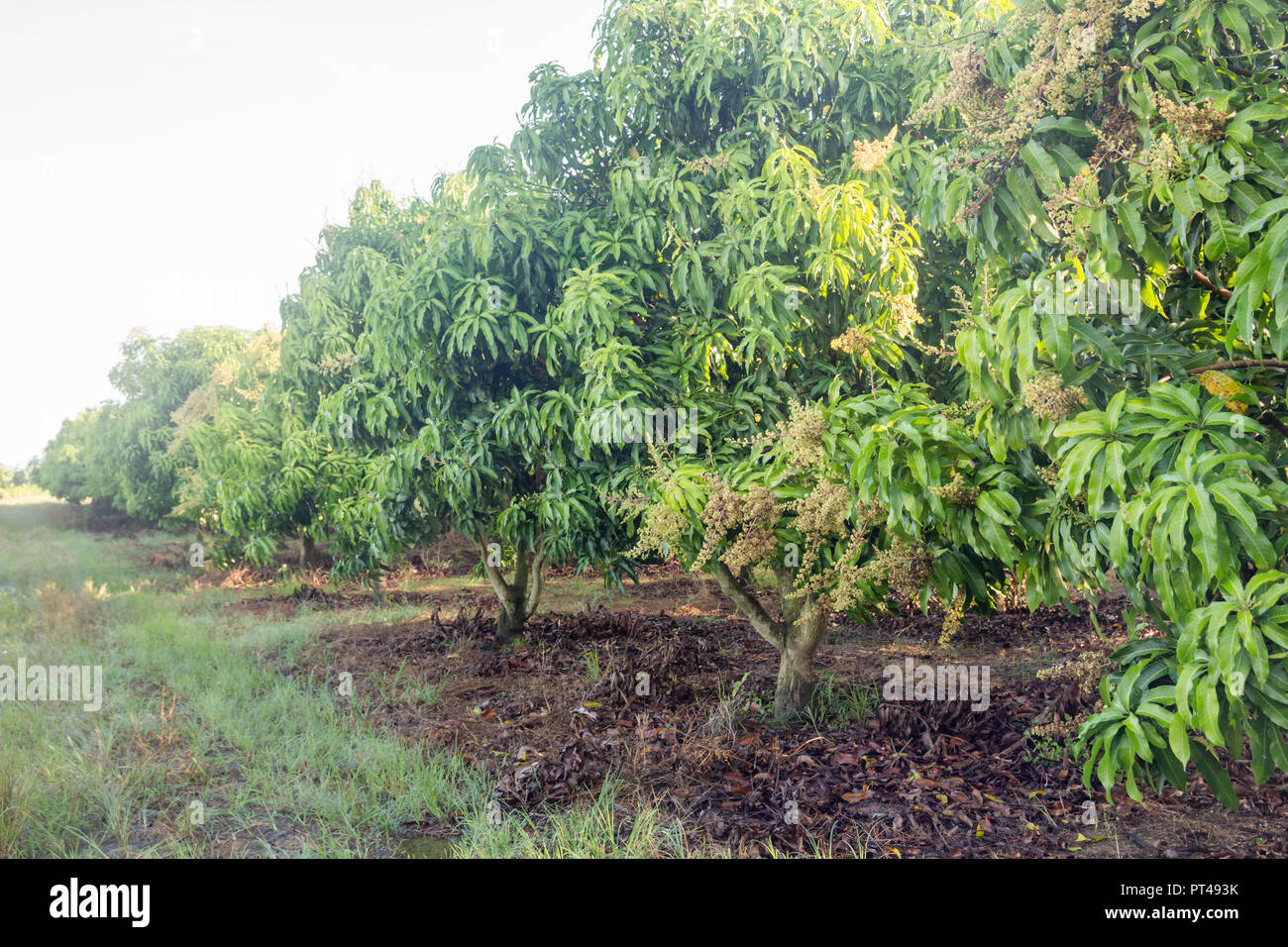 mango field of a flowering in tropical country. agricultural concept ...