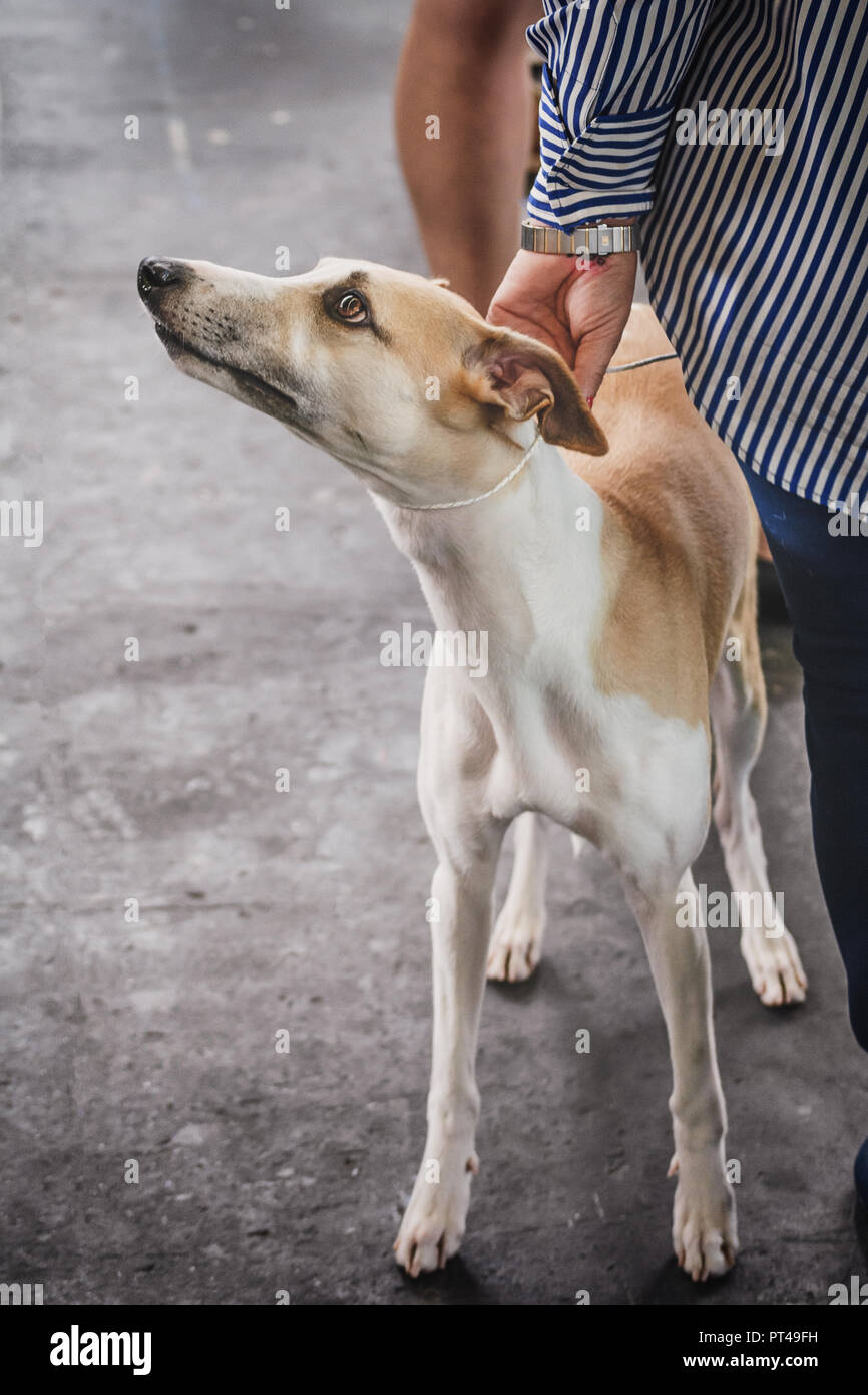 Wet Whippet Hi Res Stock Photography And Images Alamy