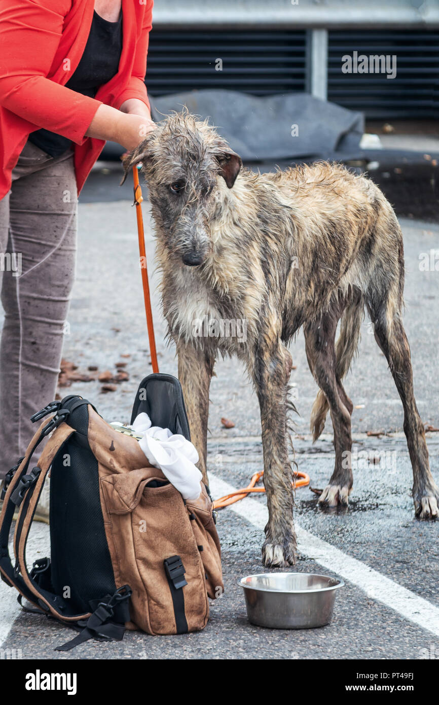 Irish wolfhounds let out by his owner. Stock Photo