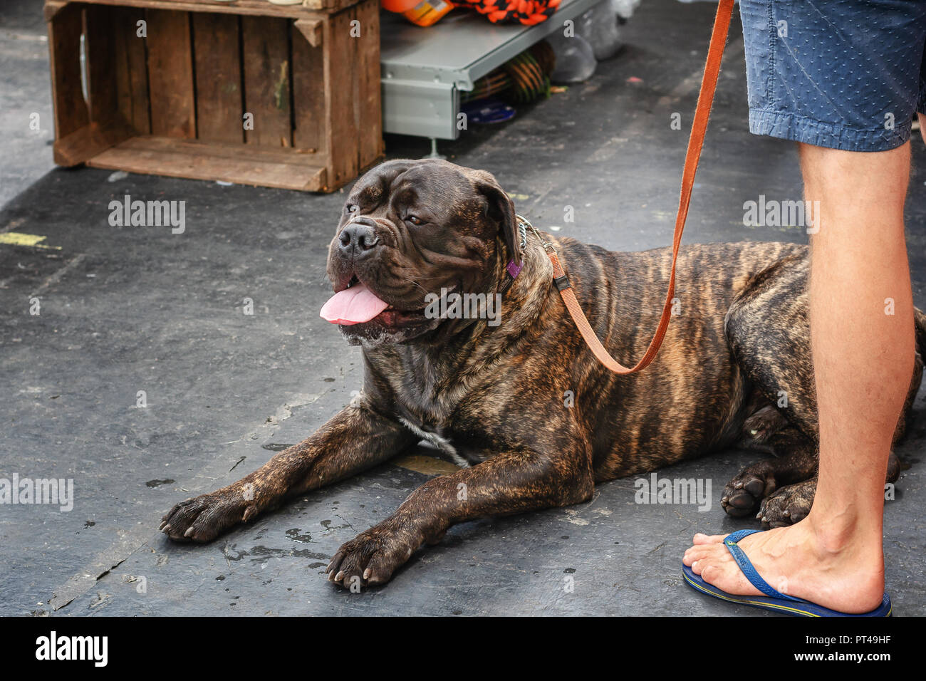 Bullmastiff rests during the world dog show in Amsterdam in The Netherlands Stock Photo