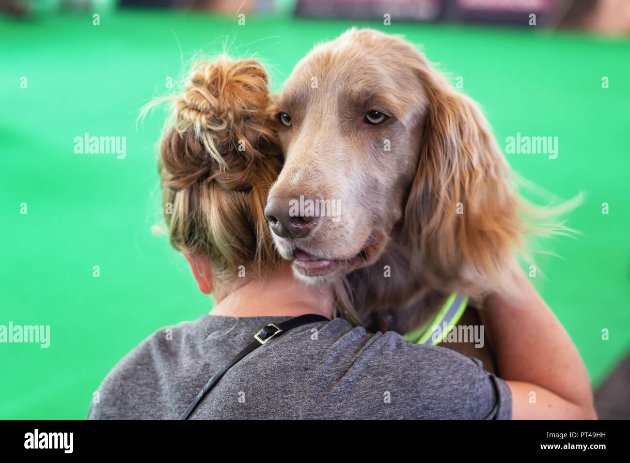 Longhaired weimaraner looks over the shoulder of owner during the world dog show in Amsterdam in The Netherlands Stock Photo